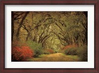 Framed Road Lined With Oaks & Flowers