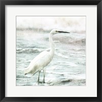 Framed Coastal Heron