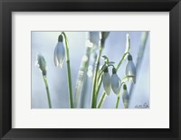 Framed Couple of Snowdrops