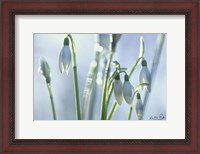 Framed Couple of Snowdrops