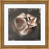 Framed Sleeping Fox No. 11