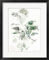 Framed Verbena Botanical