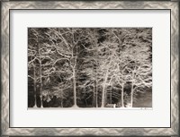 Framed Snowy Trees
