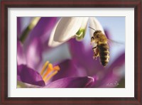 Framed Bee I