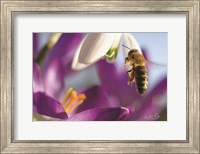 Framed Bee I
