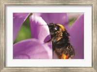 Framed Bee II