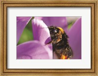 Framed Bee II