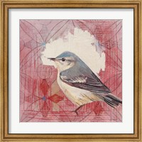 Framed Cerulean Warbler