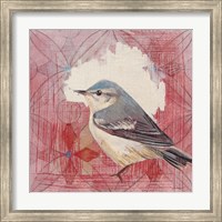 Framed Cerulean Warbler