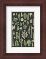 Framed Assortment of Leaves II Charcoal Crop