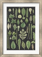 Framed Assortment of Leaves II Charcoal Crop