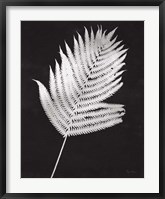 Nature by the Lake Ferns III Black Crop Framed Print