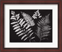 Framed Nature by the Lake Ferns II Black Crop