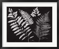 Framed Nature by the Lake Ferns II Black Crop