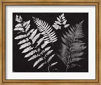 Framed Nature by the Lake Ferns II Black Crop