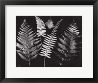 Framed Nature by the Lake Ferns I Black Crop