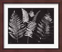 Framed Nature by the Lake Ferns I Black Crop