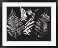 Framed Nature by the Lake Ferns I Black Crop