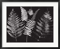 Nature by the Lake Ferns I Black Crop Framed Print