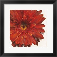 Framed Vivid Daisy Dark Red Crop