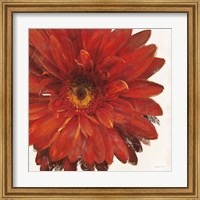 Framed Vivid Daisy Dark Red Crop