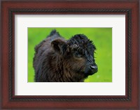 Framed Scottish Highland Cattle XI