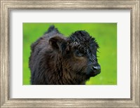 Framed Scottish Highland Cattle XI