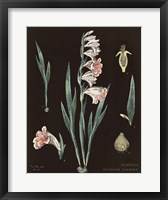 Framed Gladiola Chart Cool