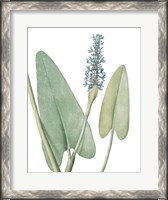 Framed Summer Botanicals IV on White