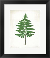 Framed Chalkboard Fern Green II