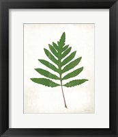 Framed Chalkboard Fern Green I