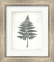 Framed Chalkboard Fern II