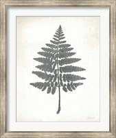 Framed Chalkboard Fern II