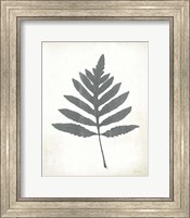 Framed Chalkboard Fern I