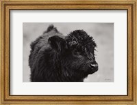 Framed Scottish Highland Cattle XI BW