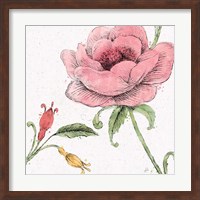 Framed Blossom Sketches II Color