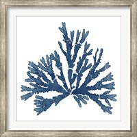 Framed Pacific Sea Mosses Blue on White IV