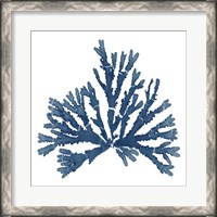 Framed Pacific Sea Mosses Blue on White IV