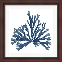 Framed 'Pacific Sea Mosses Blue on White IV' border=