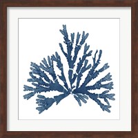 Framed Pacific Sea Mosses Blue on White IV