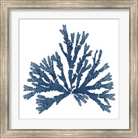 Framed 'Pacific Sea Mosses Blue on White IV' border=