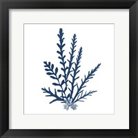 Framed Pacific Sea Mosses Blue on White III