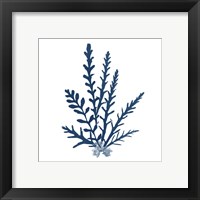 Framed 'Pacific Sea Mosses Blue on White III' border=