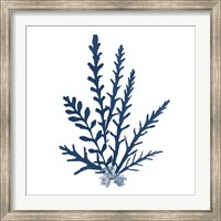 Framed Pacific Sea Mosses Blue on White III