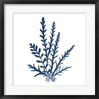 Framed 'Pacific Sea Mosses Blue on White III' border=