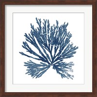 Framed Pacific Sea Mosses Blue on White II