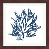 Framed Pacific Sea Mosses Blue on White I