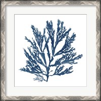 Framed Pacific Sea Mosses Blue on White I