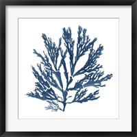 Framed Pacific Sea Mosses Blue on White I