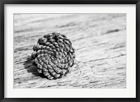 Framed Pinecone